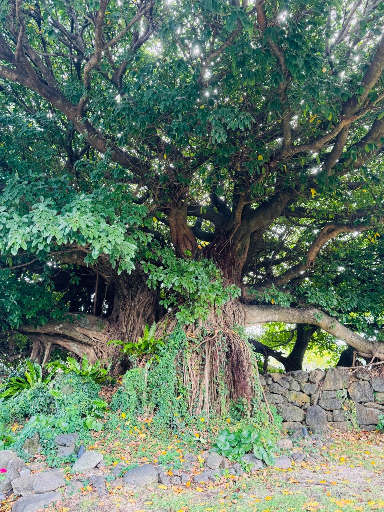 A large, lush tree with extensive branches and dense green foliage, surrounded by various plants and a stone wall in the foreground.