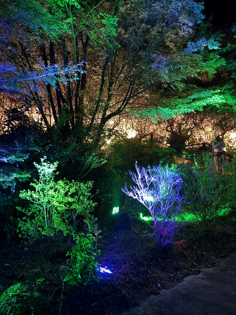 A nighttime view of a forest illuminated with colorful lights, showcasing vibrant green and blue hues among the trees and shrubs.